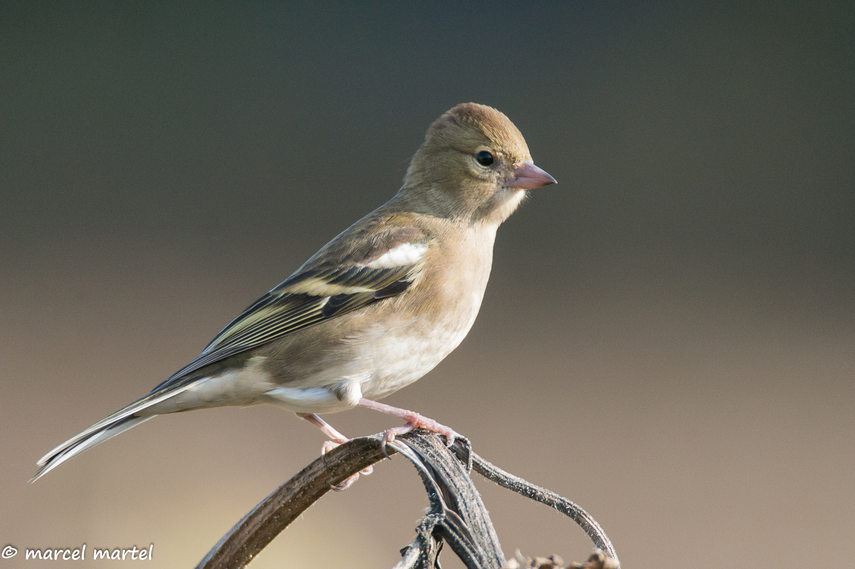 Sortie Ornithologique au Marquenterre